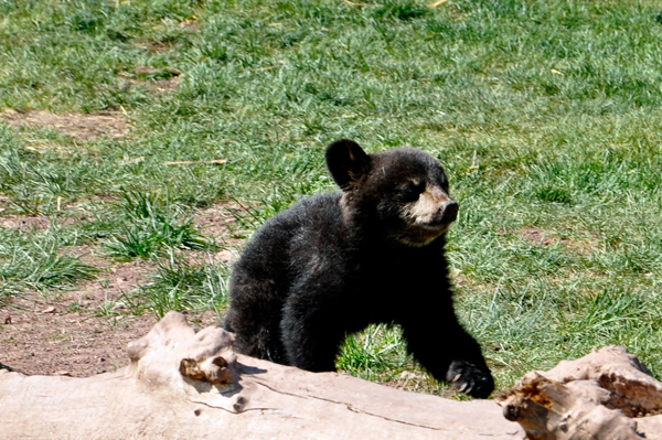 baby black bear